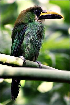  Emerald toucanet