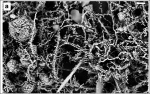 Scanning-electron microscopy micrographs of mat and crust material from Ula Nui. Scale bar for (a)=10 μm. (a) Overview of Fe- oxyhydroxide morphologies, including twisted stalk-like structures, spherical structures, long straight stick structures and branching filaments.