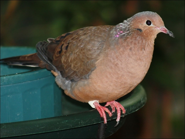 The Socorro dove (Zenaida graysoni). Extinct in the wild, but breeding in several zoos around the world has been successful and might make a reintroduction to their natural home possible. (© Ltshears, via Wikimedia)