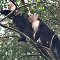 Monkeys in the National Park, Rincón de la Vieja (© VinceMuy, via tripadvisor.com)