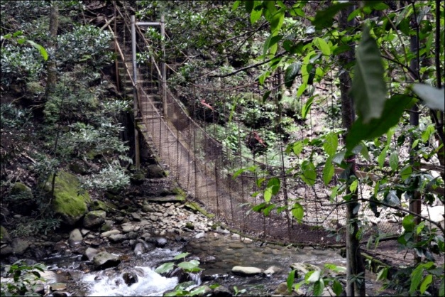 Jungle rope bridge in Rincón de la Vieja National Park (© RTWMagazine, via tripadvisor.com)