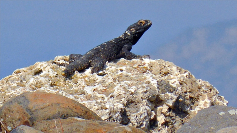 Yes, I have seen a "Nisyros dragon" - minus its tail. Even so it was 25-30 cm long. Stellagama stellio is also called hardun, painted dragon, sling-tailed agama, or kourkoutavlos in Greek. It is very shy and you might only get a glimpse of it when you manage to sit still and keep quiet for a quarter of an hour or so.